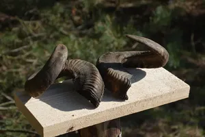 Par de Cuernos de Carnero Largos Auténticos de Primera Calidad, Pulidos, Estilo Náutico Europeo, Recuerdo Animal, Decoración Duradera, Hechos a Mano para Coleccionistas - Product Image 2