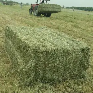 Buy Organic Alfalfa Grass Hay In Hungary / Alfalfa Hay Pellets For Animal Feed For Sale Bulk In The Uk