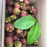 Mangostán orgánico tailandés recién cosechado con rico sabor dulce y alto contenido de antioxidantes Khey TaladThai 8kg - Product Image 5