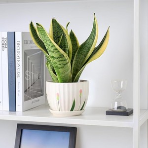 Juego de Macetas de Cerámica de Dos Tonos Premium, Duraderas, Decorativas para Interiores, Elegantes y Minimalistas para el Hogar - Product Image 6