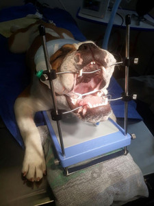 Instrumento Dental veterinario de mordaza de boca de mesa de roedores de potencia Manual de alta calidad para cirugía de examen Oral de animales pequeños - Product Image 2