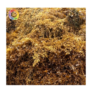 Green <b>Seaweed</b> Fertilizer and Sargassum <b>Seaweed</b> Powder for Large Quantity Agricultural Use, High-Grade Sargassum <b>Seaweed</b> Powder - Product Image 2