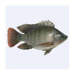 Tilapia de pescado congelado de alta proteína, congelado rápidamente y empaquetado para distribuidores de exportación - Product Image 5