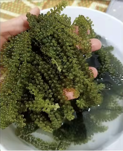 องุ่นทะเลคุณภาพพรีเมี่ยมสำหรับใช้ในการทำอาหารและใช้เป็นยา - Product Image 6