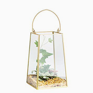Decorative Box Plant <b>Terrarium</b> Display - Product Image 4
