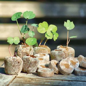 Coco Coir <b>Disc</b> Peat for Planting/Cocopeat Pellets/Coco Cubes Seedling Soil Block From 99GD Vietnam - Product Image 6