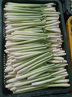 Offres Spéciales Cymbopogon citratus de Cochin frais ou herbe de Malabar herbe de Malabar congelée