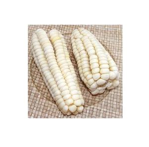 Maíz Blanco Orgánico Seco a Granel, No Glutinoso, Cultivado, Gourmet, 25 kg, Origen TZ - Product Image 4