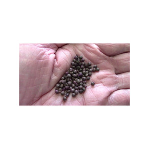 Semences Hookeri en vrac à vendre pour les acheteurs et les transformateurs agricoles internationaux - Product Image 2