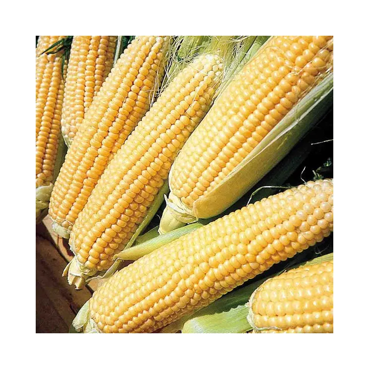 Bulk IQF Frozen Sweet Corn Gelbe Maiskörner Top Style Lagerung Verpackung Reife LEBENSMITTEL Farbe Gewicht Regal Herkunft Typ Lebensgröße