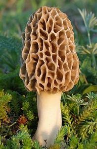 Hongo Morel fresco al por mayor de Vietnam con entrega rápida de calidad superior - Product Image 4
