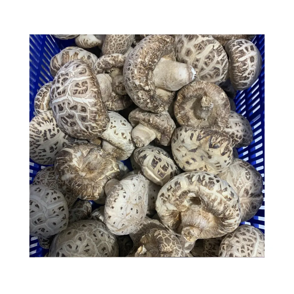 Cogumelo de caule de ostra seca, produto de caule de cogumelo de ostra cultivado saudável, cogumelo preto desidratado de importação