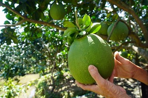 POMELO DE FRUTA FRESCA CARNE ROJA/POMELO TAMAÑO COMPLETO CON BUENA CALIDAD para EXPORTACIÓN - Product Image 5