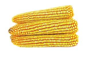 เมล็ดข้าวโพดขาวสีเหลืองข้าวโพดอบแห้งไร้อากาศ - Product Image 4