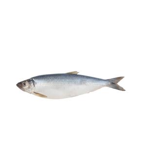 Venta Directa de Fábrica, Sardinas Congeladas de Alta Calidad, Envasadas al Vacío y Bajas en Sal - Product Image 6