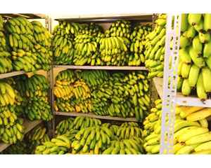 Vietnam Banane séchée molle à partir de bananes mûres récoltées dans des fermes locales traitées comme collation avec une texture moelleuse pour l'exportation - Product Image 4