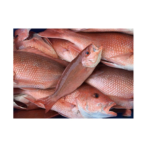 Pargo rojo congelado Pescado a granel al por mayor de exportación de mariscos Premium - Product Image 1