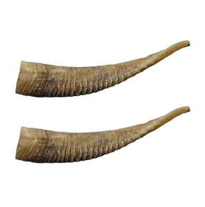 Shofar de Cuerno de Cabra de Diferentes Tamaños y Color Natural, Artesanía en Cuerno de Cabra Real - Product Image 6