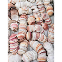 Mélange de coquillages de qualité supérieure pour une décoration élégante sur le thème côtier et un affichage de mariage