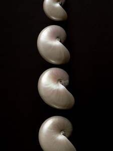 Grande spirale marine coquille ornement décoratif naturel artisanat matériel intérieur maison Vietnam - Product Image 2