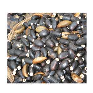 Graines de Jatropha Biologiques Séchées Naturelles de Qualité Supérieure Vente en Gros Grade Supérieur Haute Qualité Jatropha Propre Maturé Extraction d'Huile Culture - Product Image 1
