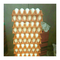 Œufs de Poule Fécondés / Œufs de Poulet de Chair Cobb 500 / Œufs Fertiles Frais Cobb 700 / Œufs de Consommation Frais Blancs et Bruns