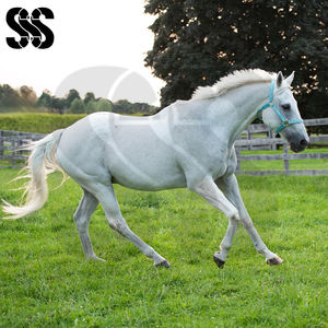 Premium Quality Good Supplier OEM ODM Nylon <b>Horse</b> Halter Adjustable <b>Brass</b> Hardware Durable Equestrian Stable Soft Padded - Product Image 6