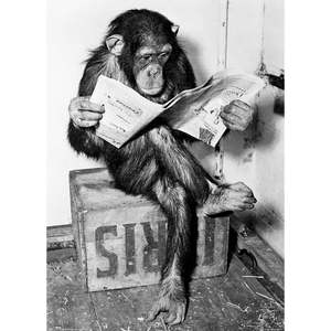 Chimpancé sobre lienzo con base de soporte, impreso digitalmente, leyendo un periódico - Product Image 4