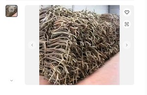 เขากวางแดงสำหรับขายในยุโรป - Product Image 2