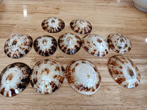 Haute qualité de coquillage naturel de différentes tailles pour la décoration du fournisseur du Vietnam - Product Image 3