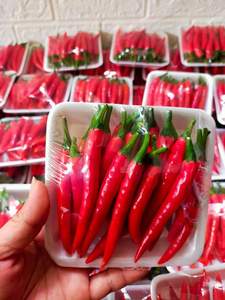 Hot Bán Đông Lạnh Ớt Việt Nam/Ớt Đỏ/Tươi Gia Vị Chất Lượng Cao Tại Giá Bán Buôn - Product Image 5