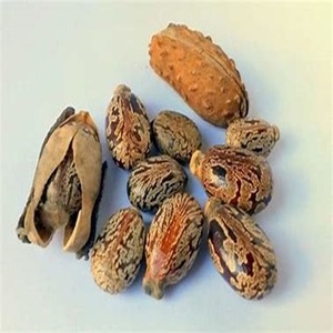 Semillas de Ricino Naturales de Gran Tamaño, Producto Agrícola a los Mejores Precios - Product Image 4