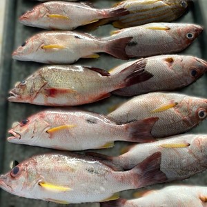 Pargo Rojo Entero Congelado a Granel, Caja de 10 kg, Proveedor de Mariscos - Product Image 3