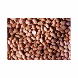 Wholesale Factory Sale Best Quality Custom Made Organic Sheller Raw Kernel Peanuts Dried Style Bulk <b>Nuts</b> - Product Image 5