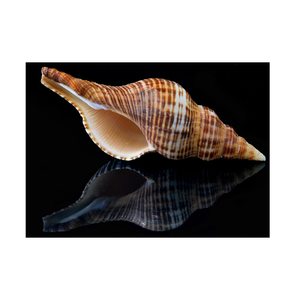 Coquilles de conque de trompette en spirale de qualité supérieure du Vietnam pour les décorateurs océaniques, la conception d'aquarium et les collections de cadeaux nautiques - Product Image 2