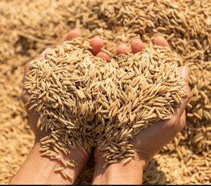 แกลบธรรมชาติ | ผลพลอยได้ทางการเกษตรจากธรรมชาติสำหรับเชื้อเพลิงการแก้ไขดินการใช้เครื่องนอนสัตว์และอุตสาหกรรม - Product Image 2