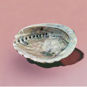 เครื่องเผาธูปเปลือกหอยเป๋าฮื้อธรรมชาติขนาดใหญ่สำหรับเปลือกหอยเปลือกหอยเปลือกหอยมาตรฐาน - Product Image 4