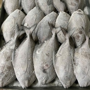 Pomfret Negro Entero Congelado de Vietnam, IQF, Pescado de Alta Calidad, 24 Meses de Vida Útil, Envasado al Vacío, Marca Personalizable, Empaque a Granel - Product Image 5