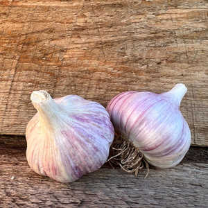 Ajo Orgánico de Alta Calidad de Uzbekistán, Marca Natural Treasure - Product Image 4