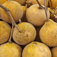 Santol Wild Food Grade Poederextract Tropisch Fruitextract Functioneel Voedingsmiddel Drank Alle Seizoenen Siammit Merk Groothandel OEM