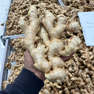 Jengibre Vietnamita de Exportación, Fresco, Aroma Intenso, Limpio y Seco, Venta al por Mayor - Product Image 1