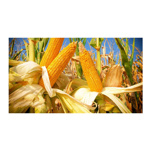 Semilla de maíz a granel en bolsas de embalaje de 50 kg Maíz amarillo sin OGM/Maíz dulce/Maíz amarillo a la venta a granel - Product Image 5