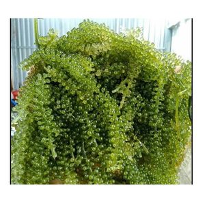 Raisins de Mer Séchés Algues Lato Biologiques Super Frais pour Sashimi Sushi de la Ferme du Vietnam - Product Image 5