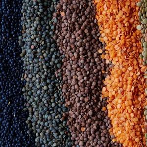 Meilleur prix d'usine sur les lentilles rouges françaises biologiques, grande quantité de lentilles rouges séchées décortiquées 25 kg, durée de conservation de 24 mois - Product Image 2