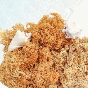 Musgo de mar natural para un mejor apoyo inmunológico/cosechado a mano/valor asequible - Product Image 5