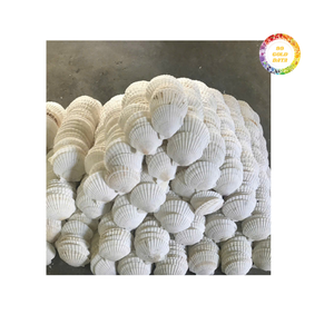 Conchas festoneadas asequibles y de alta calidad para manualidades y decoración del hogar, sin productos químicos - Product Image 2