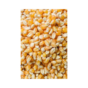 Maíz Amarillo Orgánico Fresco de Primera Calidad, Semillas de Maíz Dulce Crudas a Granel en Bolsas de 50 kg - Product Image 1