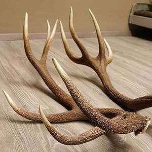 Cuernos de ciervo rojo natural de primera calidad en venta, ideales para taxidermia y fines decorativos. - Product Image 5