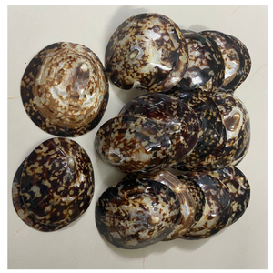 COQUILLES DE LIMPETTE VIETNAMIENNE NETTOYÉES, NATURELLES, MEILLEURES POUR LES AQUARIUMS, LA FABRICATION DE BOUGIES ET LES CADEAUX - Product Image 4