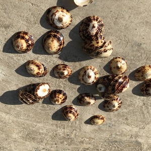 Coquille polie brune de campette/coquille de conque/coquillage pour l'artisanat, décoration avec le prix concurrentiel Elysia - Product Image 5